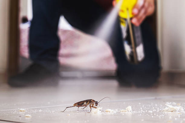 Best Affordable Pest Control Services  in West Valley City, UT